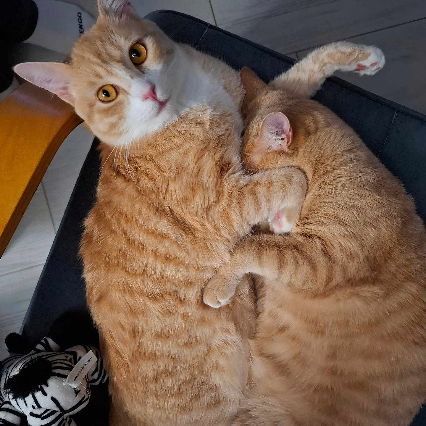 Unther Et Ubby a rejoint le concours — aidez-le/la à gagner de superbes lots ! abyssinian, animal, architecture, cat, chair, clothing, couch, footwear, furniture, hardwood, kitten, manx, person, pet, plywood, runningshoe, sandal, shoe, sneaker, wood