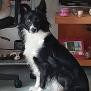Poupy a rejoint le concours — aidez-le/la à gagner de superbes lots ! dog, border_collie, black_and_white, pet, indoor, sitting, furniture, chair, table, candle, photoframe, floor, domestic, animal, ears, fur, tail, eyes, portrait, household