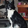 dog, border_collie, black_and_white, pet, indoor, sitting, furniture, chair, table, candle, photoframe, floor, domestic, animal, ears, fur, tail, eyes, portrait, household