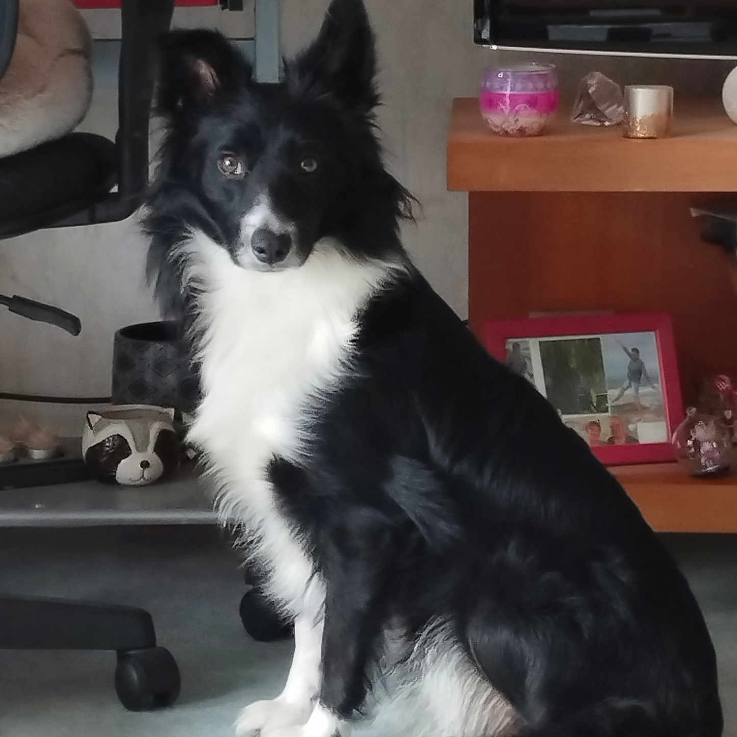Poupy a rejoint le concours — aidez-le/la à gagner de superbes lots ! dog, border_collie, black_and_white, pet, indoor, sitting, furniture, chair, table, candle, photoframe, floor, domestic, animal, ears, fur, tail, eyes, portrait, household
