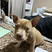 Achille participe au concours pour gagner de l'argent avec cette photo : puppy, dog, indoor, blanket, bed, ears, eyes, person, clothing, shelf, paperwork, relaxed, home, furniture, casual, closeup, cute, pet, curious, light