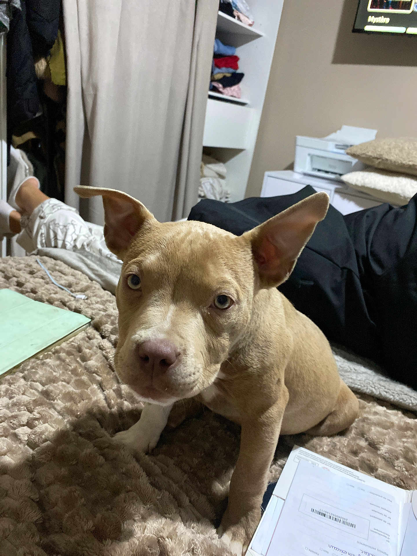Achille participe au concours pour gagner de l'argent avec cette photo : puppy, dog, indoor, blanket, bed, ears, eyes, person, clothing, shelf, paperwork, relaxed, home, furniture, casual, closeup, cute, pet, curious, light