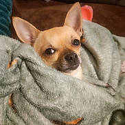 Maya a rejoint le concours — aidez-le/la à gagner de superbes lots ! chihuahua, dog, puppy, small_dog, portrait, close_up, blanket, wrapped, cozy, indoors, pet, animal, brown_fur, large_ears, dark_eyes, black_nose, sleepy, cute, snuggled, photography