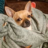 chihuahua, dog, puppy, small_dog, portrait, close_up, blanket, wrapped, cozy, indoors, pet, animal, brown_fur, large_ears, dark_eyes, black_nose, sleepy, cute, snuggled, photography