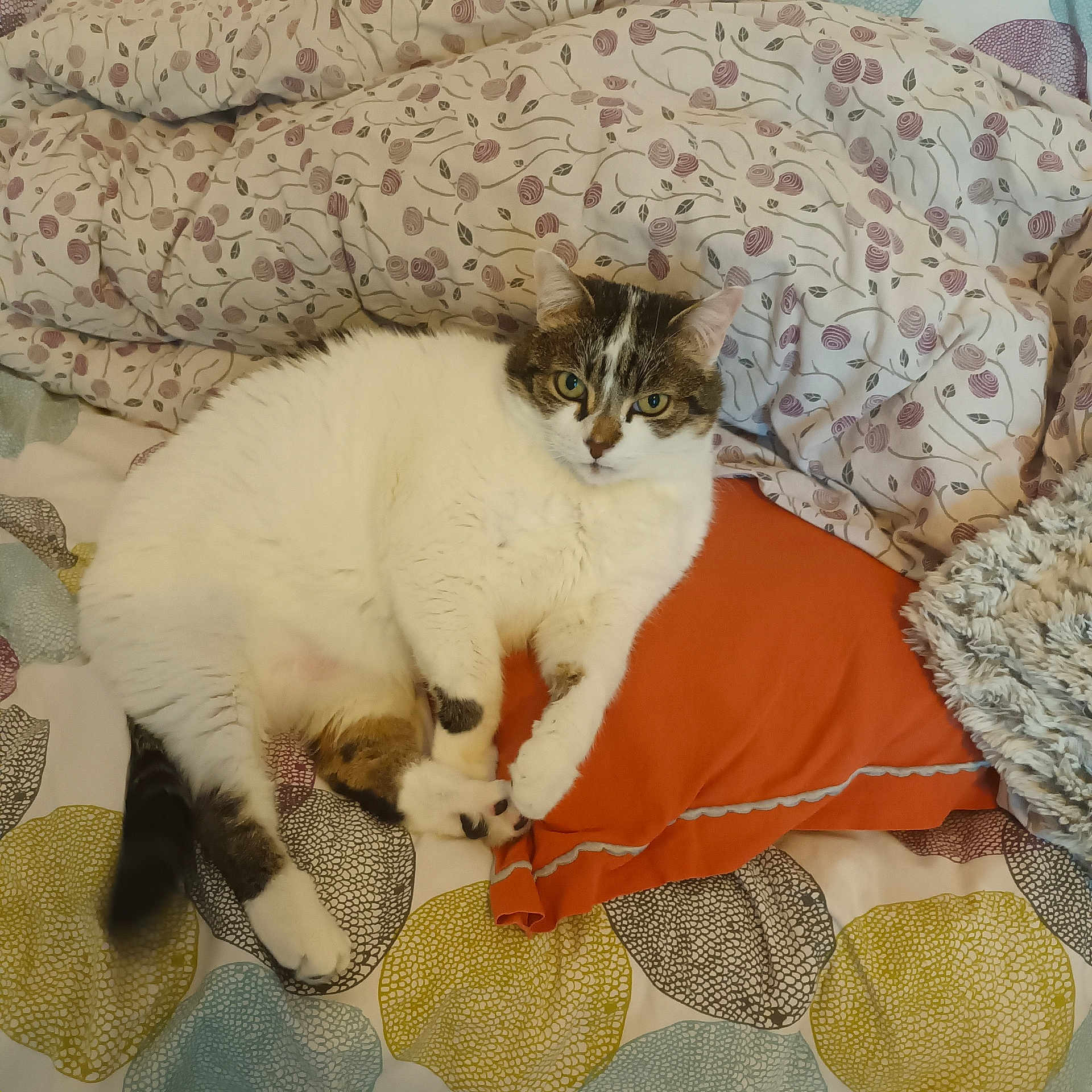 Titi a rejoint le concours — aidez-le/la à gagner de superbes lots ! cat, fluffy, tabby, white_fur, animal, pet, lying_down, bed, bedding, pillows, blanket, orange_blanket, patterned_fabric, indoor, bedroom, relaxed, green_eyes, whiskers, portrait, cozy