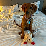 Lucky is registered to the contest to win money with this photo: puppy, dog, bed, white_bed, pillows, plush_toy, collar, pet, indoor, cute, brown_dog, toy, fur, animal, domestic_animal, sitting, looking_at_camera, cozy, bedroom, rumpled_bedding