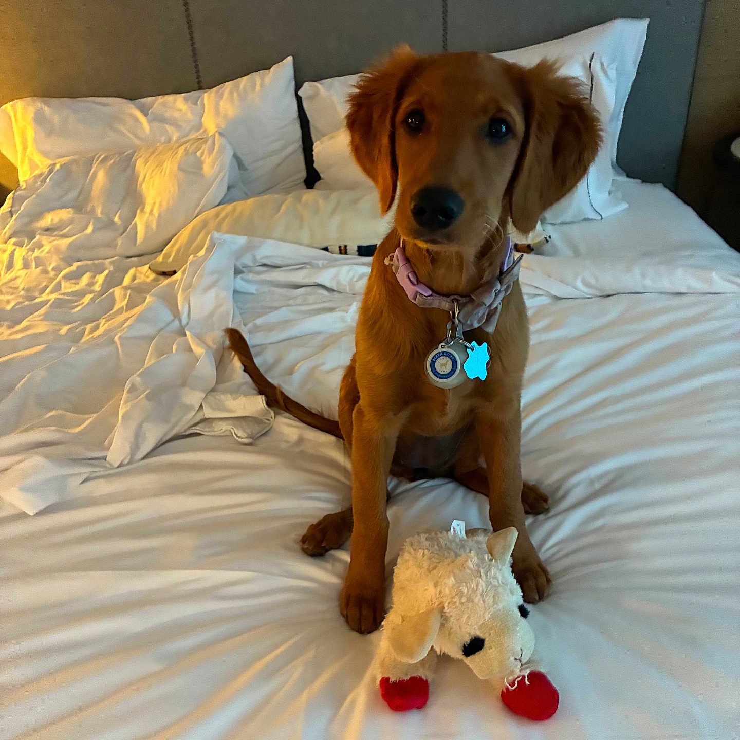 Lucky is registered to the contest to win money with this photo: puppy, dog, bed, white_bed, pillows, plush_toy, collar, pet, indoor, cute, brown_dog, toy, fur, animal, domestic_animal, sitting, looking_at_camera, cozy, bedroom, rumpled_bedding