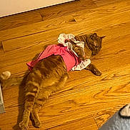 Churro is registered to the contest to win money with this photo: cat, orange_tabby, wooden_floor, pink_dress, pet, indoor, feline, animal, costume, resting, door, fur, cute, domestic, laying_down, whiskers, paws, tail, mammal, household