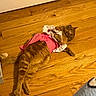 cat, orange_tabby, wooden_floor, pink_dress, pet, indoor, feline, animal, costume, resting, door, fur, cute, domestic, laying_down, whiskers, paws, tail, mammal, household