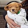 puppy, dog, blanket, hand, person, jacket, ring, fur, sleepy, cute, pet, outdoor, car, pavement, stars, holding, closeup, cozy, adorable, young