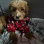 Bear is registered to the contest to win money with this photo: puppy, dog, pet, fur, cute, red_sweater, blanket, cozy, indoors, soft, furry, animal, young, adorable, looking_at_camera, resting, small, companion, warm, cute_pet