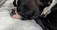 Hux joined the competition — help win amazing prizes! dog, sleeping, blanket, indoor, close_up, black_and_white, fur, resting, pet, cozy, canine, nap, car_interior, seat, human, blurred_background, soft_texture, animal, companion, relaxation