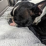 dog, sleeping, blanket, indoor, close_up, black_and_white, fur, resting, pet, cozy, canine, nap, car_interior, seat, human, blurred_background, soft_texture, animal, companion, relaxation
