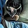 Hux is registered to the contest to win money with this photo: dog, resting, paw, close_up, sleeping, cozy, blanket, furry, pet, indoors, soft, black_and_white, cute, animal, companion, relaxed, bed, fur, comfort, nap