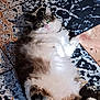 animal, belly_up, cat, companion, cute, domestic_animal, feline, floor, fluffy, fur, green_eyes, indoor, lying_down, mammal, patterned_floor, paws, pet, relaxed, resting, whiskers