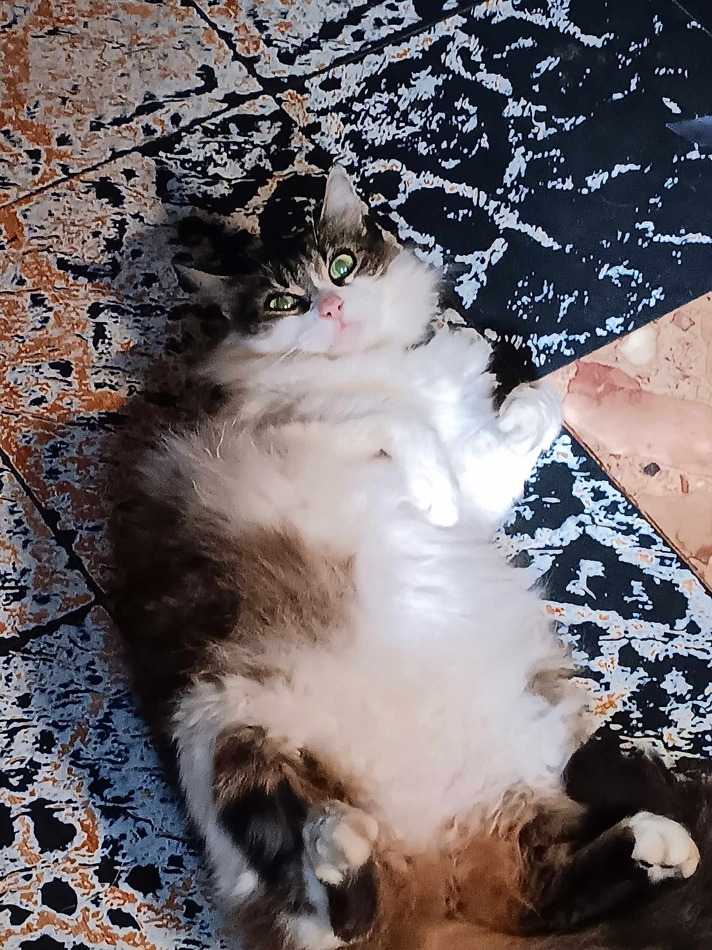 Bodie
