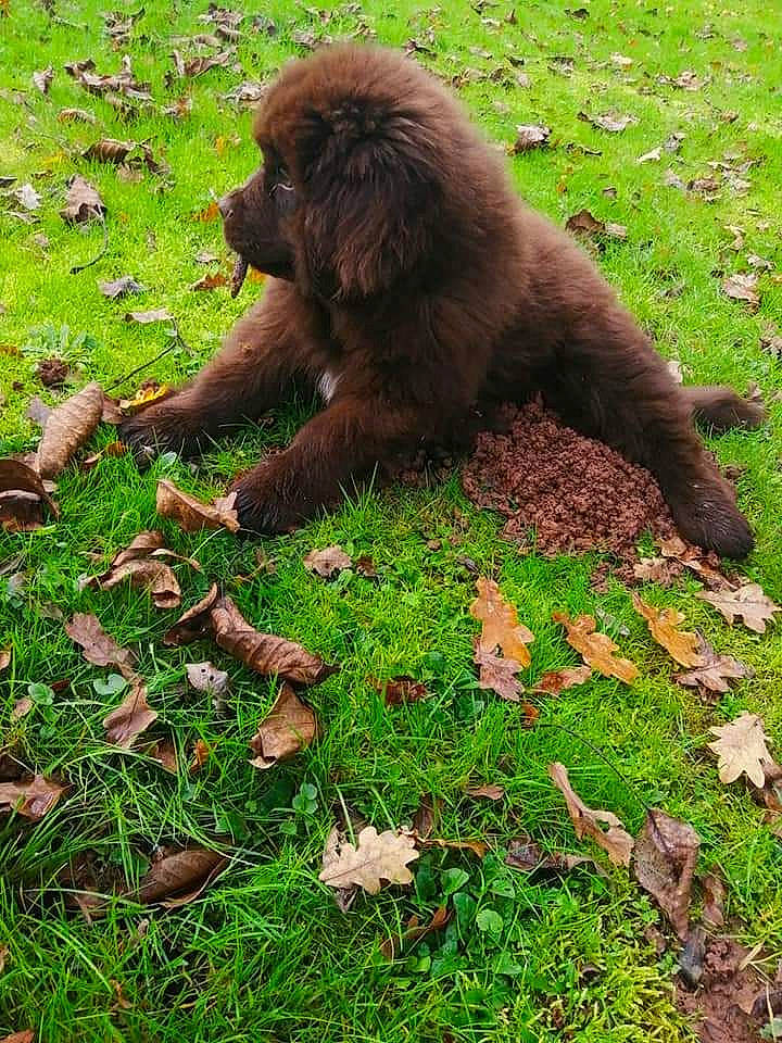Rhapsodie Brown participe au concours pour gagner de l'argent avec cette photo : fur, grass, grassland, groundcover, leaf, liver, natural_material, primate, soil, sporting_group, terrestrial_animal, wildlife
