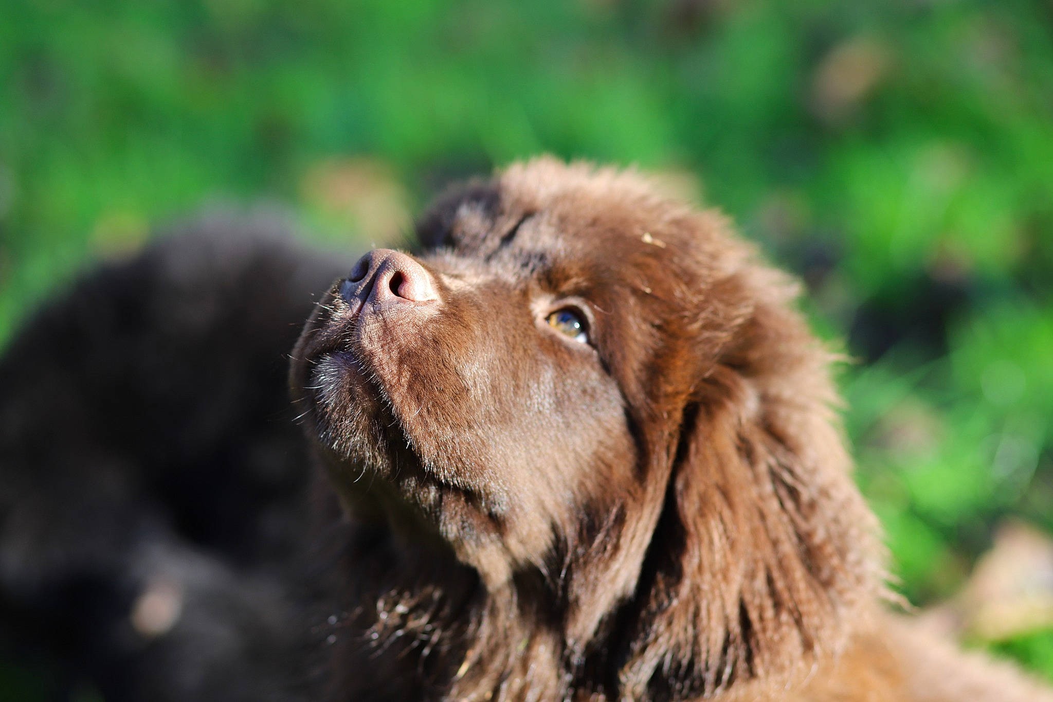 Rhapsodie Brown participe au concours pour gagner de l'argent avec cette photo : boykin_spaniel, canidae, carnivore, cocker_spaniel, companion_dog, dog, dog_breed, fur, grass, gun_dog, hunting_dog, liver, retriever, snout, spaniel, sporting_group, terrestrial_animal, whiskers, wildlife, working_animal