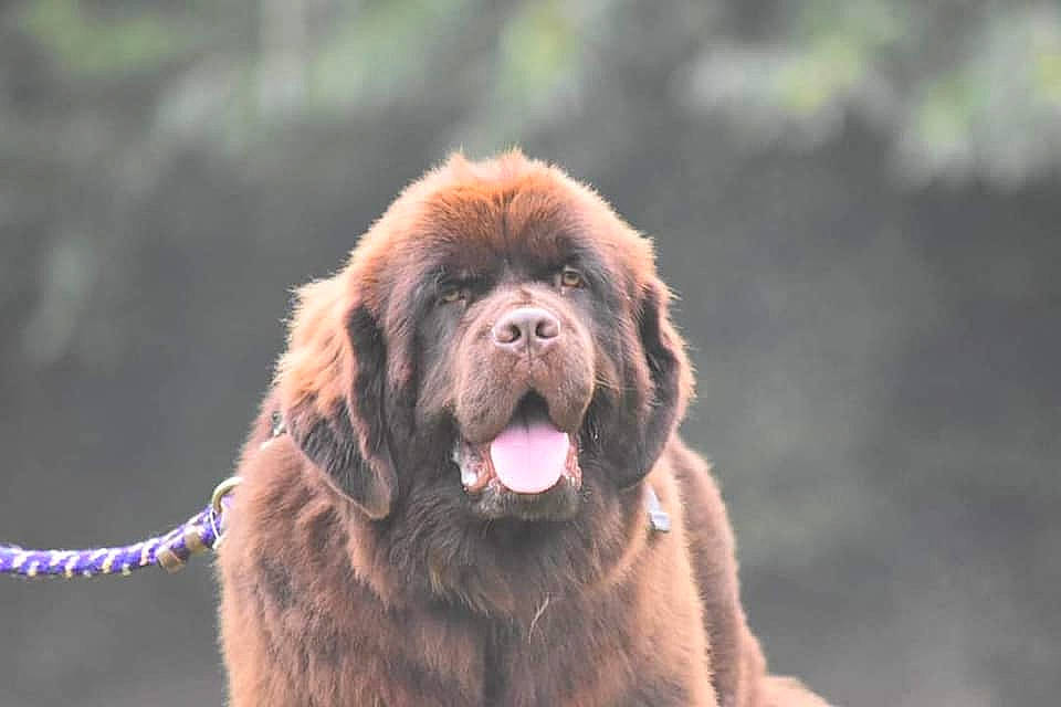 Rhapsodie Brown a rejoint le concours — aidez-le/la à gagner de superbes lots ! ancient_dog_breeds, canidae, carnivore, companion_dog, dog, dog_breed, fawn, fur, gaddi_kutta, liver, paw, primate, snout, sporting_group, terrestrial_animal, tibetan_mastiff, wildlife, working_dog