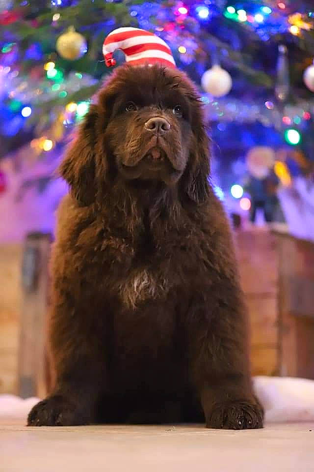 Rhapsodie Brown a rejoint le concours — aidez-le/la à gagner de superbes lots ! beard, canidae, carnivore, christmas, christmas_decoration, christmas_tree, companion_dog, conifer, dog, dog_breed, event, facial_hair, fictional_character, fur, holiday, light, liver, snout, sporting_group, whiskers