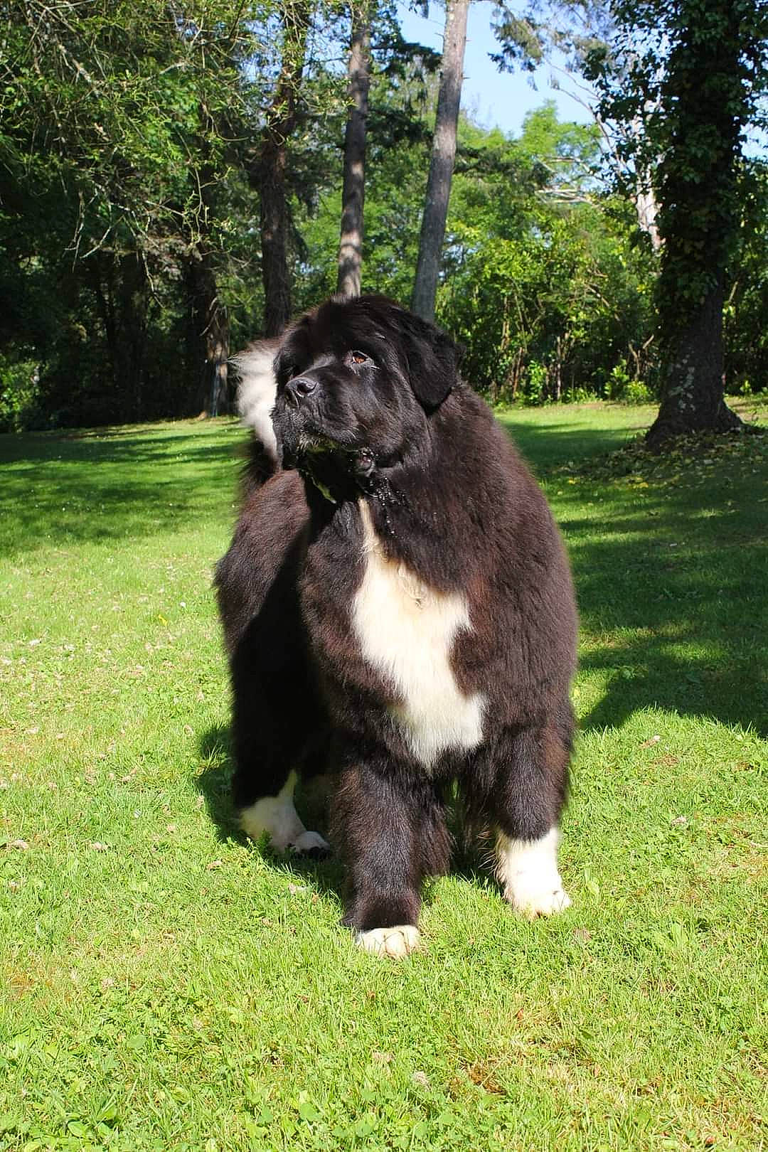 Red Hot Chili Peppers