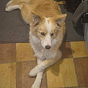 Abysse a rejoint le concours — aidez-le/la à gagner de superbes lots ! dog, canine, pet, crossed_paws, floor, tile_floor, indoor, fur, brown_and_white, ears, tail, carpet, household, domestic_animal, relaxed, looking_away, muzzle, paw, animal, companion