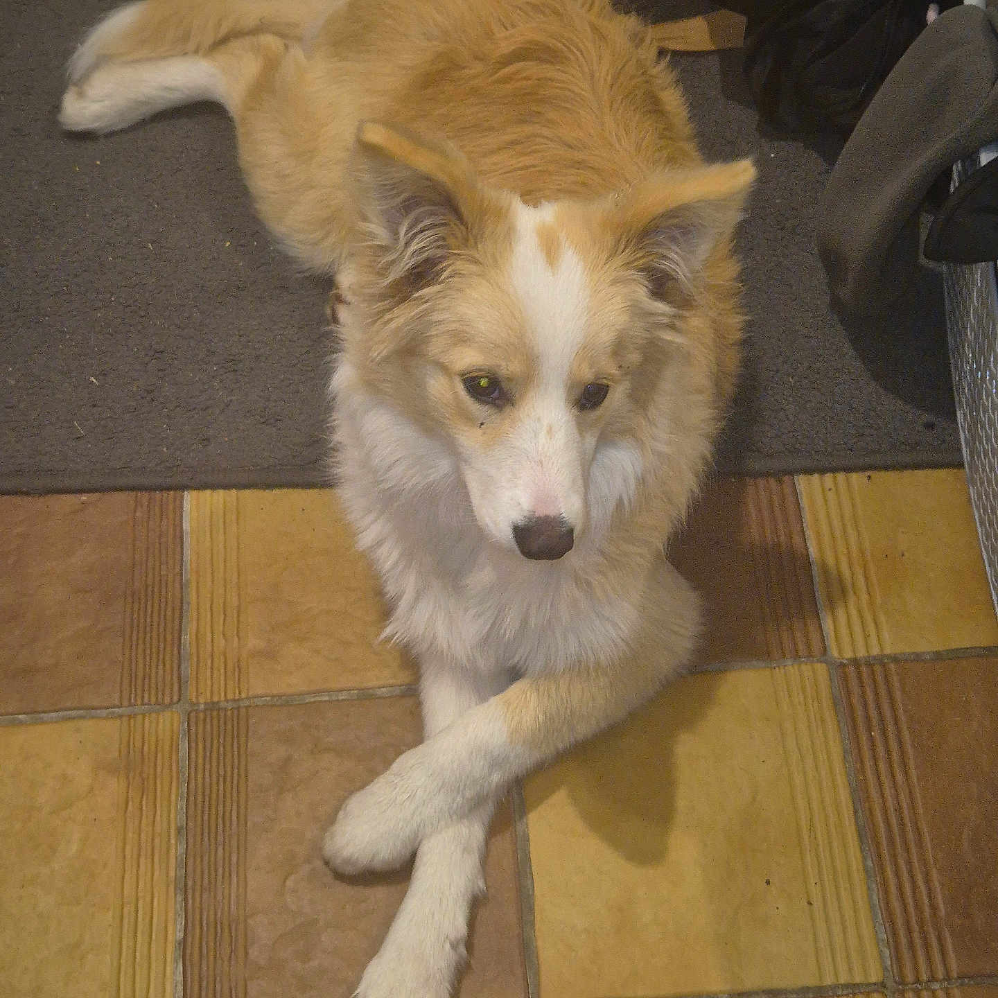 Abysse a rejoint le concours — aidez-le/la à gagner de superbes lots ! animal, brown_and_white, canine, carpet, companion, crossed_paws, dog, domestic_animal, ears, floor, fur, household, indoor, looking_away, muzzle, paw, pet, relaxed, tail, tile_floor