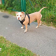 Arya a rejoint le concours — aidez-le/la à gagner de superbes lots ! dog, canine, outdoor, path, grass, fence, leash, pet, animal, nature, daylight, sidewalk, curious, standing, ears, tail, brown, white, collar, walk