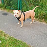 animal, brown, canine, collar, curious, daylight, dog, ears, fence, grass, leash, nature, outdoor, path, pet, sidewalk, standing, tail, walk, white