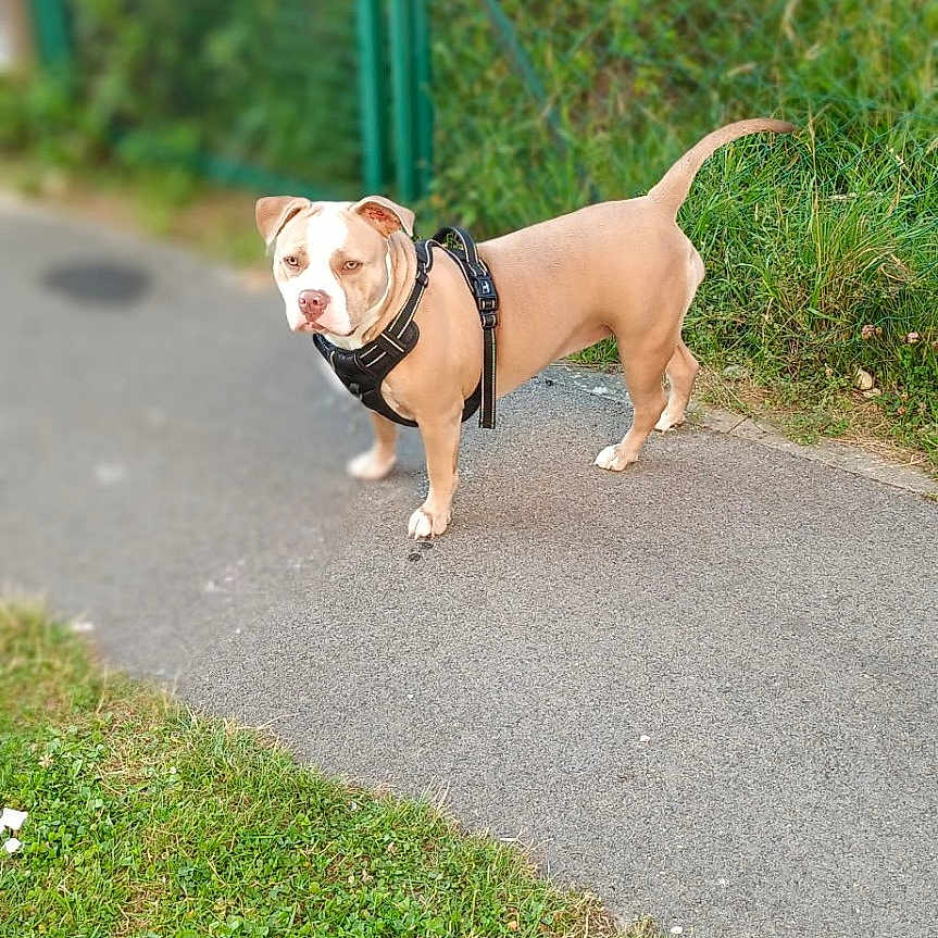 Arya a rejoint le concours — aidez-le/la à gagner de superbes lots ! dog, canine, outdoor, path, grass, fence, leash, pet, animal, nature, daylight, sidewalk, curious, standing, ears, tail, brown, white, collar, walk