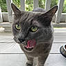 cat, gray_cat, green_eyes, tongue_out, licking, pet, animal, feline, whiskers, close_up, portrait, outdoor, porch, wooden_floor, bowl, food_bowl, curious, playful, cute, domestic_cat