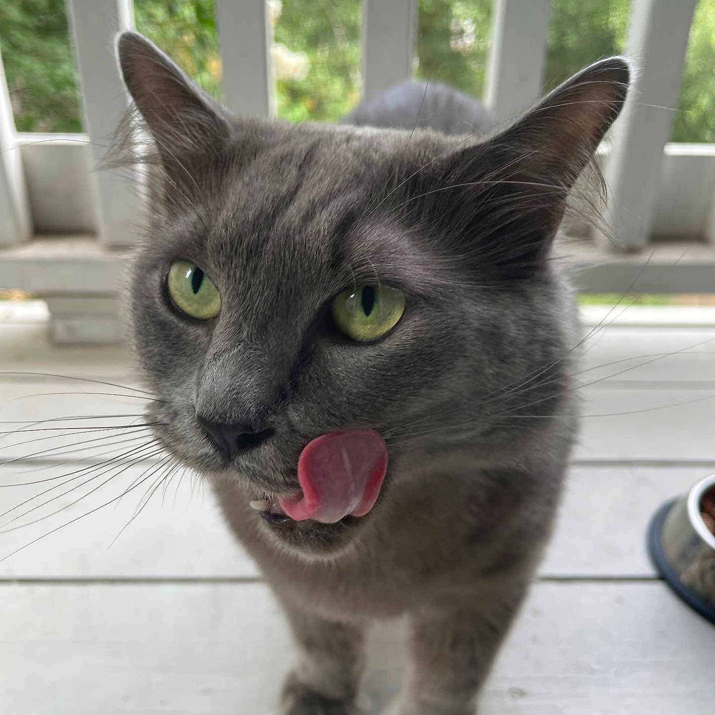 Indica joined the competition — help win amazing prizes! cat, gray_cat, green_eyes, tongue_out, licking, pet, animal, feline, whiskers, close_up, portrait, outdoor, porch, wooden_floor, bowl, food_bowl, curious, playful, cute, domestic_cat