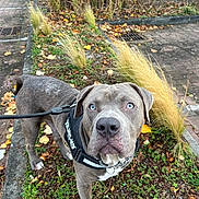 Atao a rejoint le concours — aidez-le/la à gagner de superbes lots ! alert, animal, autumn, blue_eyes, canine, closeup, dog, grass, gray_dog, harness, julius_k9, leash, leaves, nature, outdoor, pavement, pet, plant, sidewalk, walking