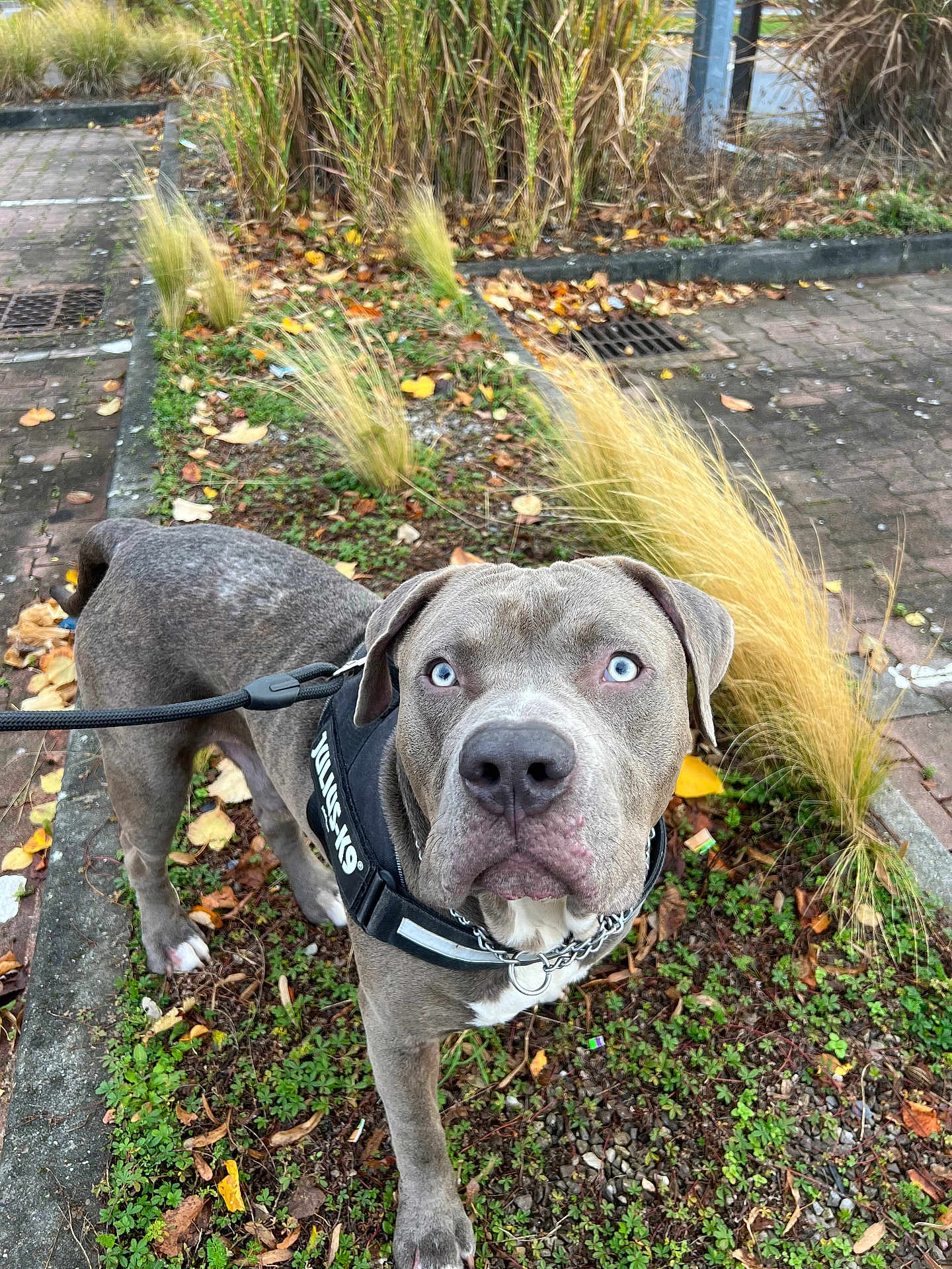 Atao a rejoint le concours — aidez-le/la à gagner de superbes lots ! alert, animal, autumn, blue_eyes, canine, closeup, dog, grass, gray_dog, harness, julius_k9, leash, leaves, nature, outdoor, pavement, pet, plant, sidewalk, walking