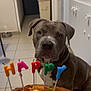 Atao a rejoint le concours — aidez-le/la à gagner de superbes lots ! animal, birthday, brown, cake, candles, candles_happy, celebration, chain_collar, curious, dog, floor, food, home, indoor, kitchen, loaf_cake, pet, tile, waiting, white