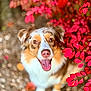 dog, happy, pink_nose, brown_and_white_fur, red_leaves, outdoor, nature, autumn, close_up, portrait, animal, cute, pet, smiling, fur, eyes, tongue_out, background_blur, vibrant, garden