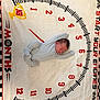 newborn, baby, sleeping, blanket, milestone_blanket, checkered_pattern, numbers, trophy, racing_theme, clothing, infant, cute, portrait, soft_texture, lying_down, child, peaceful, indoor, fabric, celebration
