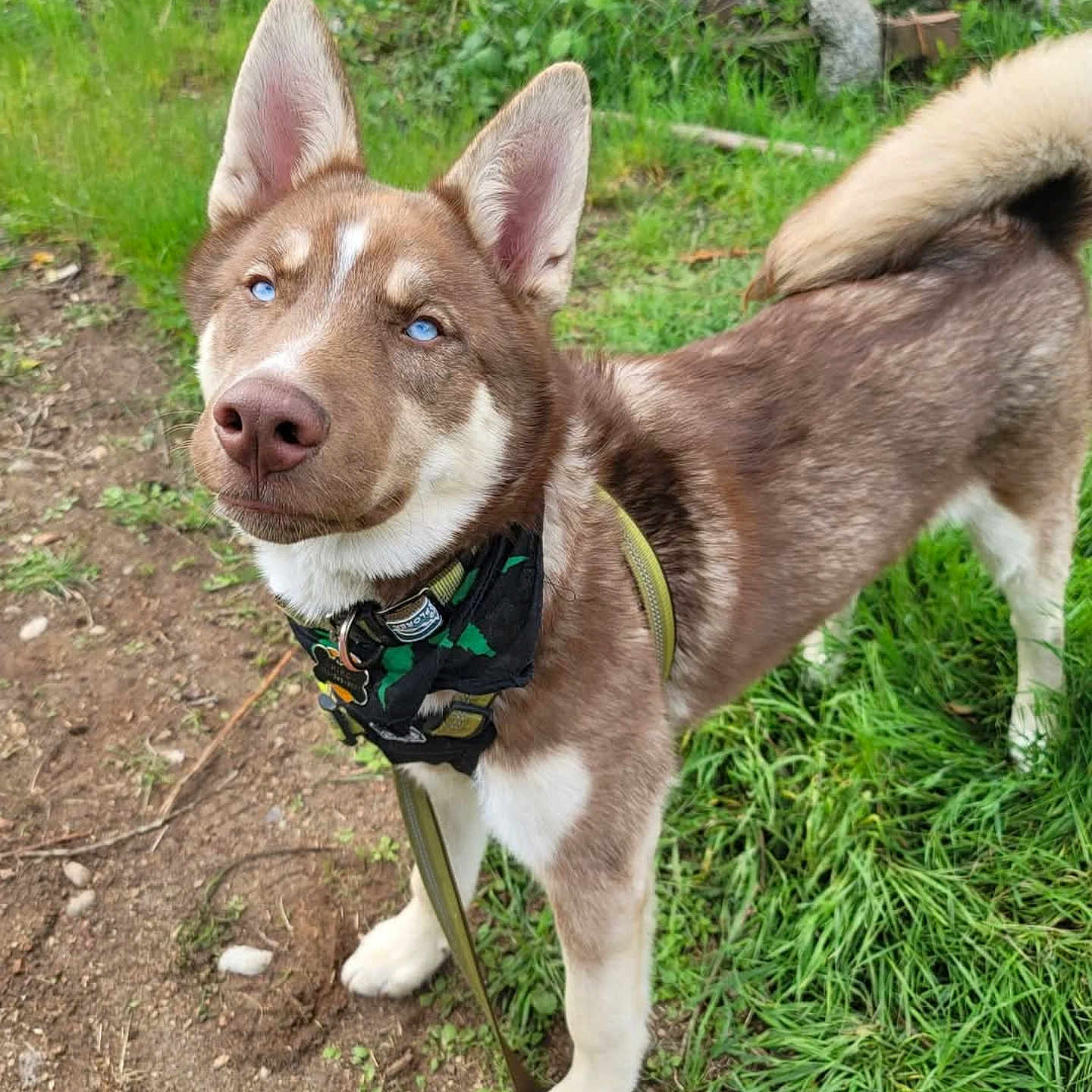 Hiro joined the competition — help win amazing prizes! dog, husky, blue_eyes, outdoor, grass, leash, harness, pet, canine, brown_fur, white_fur, animal, nature, curious, standing, ears_up, muzzle, snout, tail, portrait