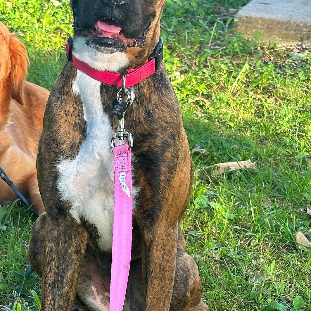 Elinor is registered to the contest to win money with this photo: accessories, animal, boxer, bulldog, canine, dog, frenchbulldog, grass, herbal, herbs, hound, lawn, leash, nature, pet, pitbull, plant, puppy, rock, strap