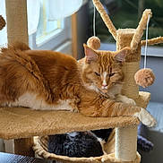 Avana participe au concours pour gagner de l'argent avec cette photo : cat, orange_cat, black_and_white_cat, cat_tree, cat_hammock, furry_toy, indoor, window, natural_light, pet, relaxed, feline, hanging_toy, resting, cozy, home, animal, fur, cute, sleeping