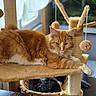 cat, orange_cat, black_and_white_cat, cat_tree, cat_hammock, furry_toy, indoor, window, natural_light, pet, relaxed, feline, hanging_toy, resting, cozy, home, animal, fur, cute, sleeping