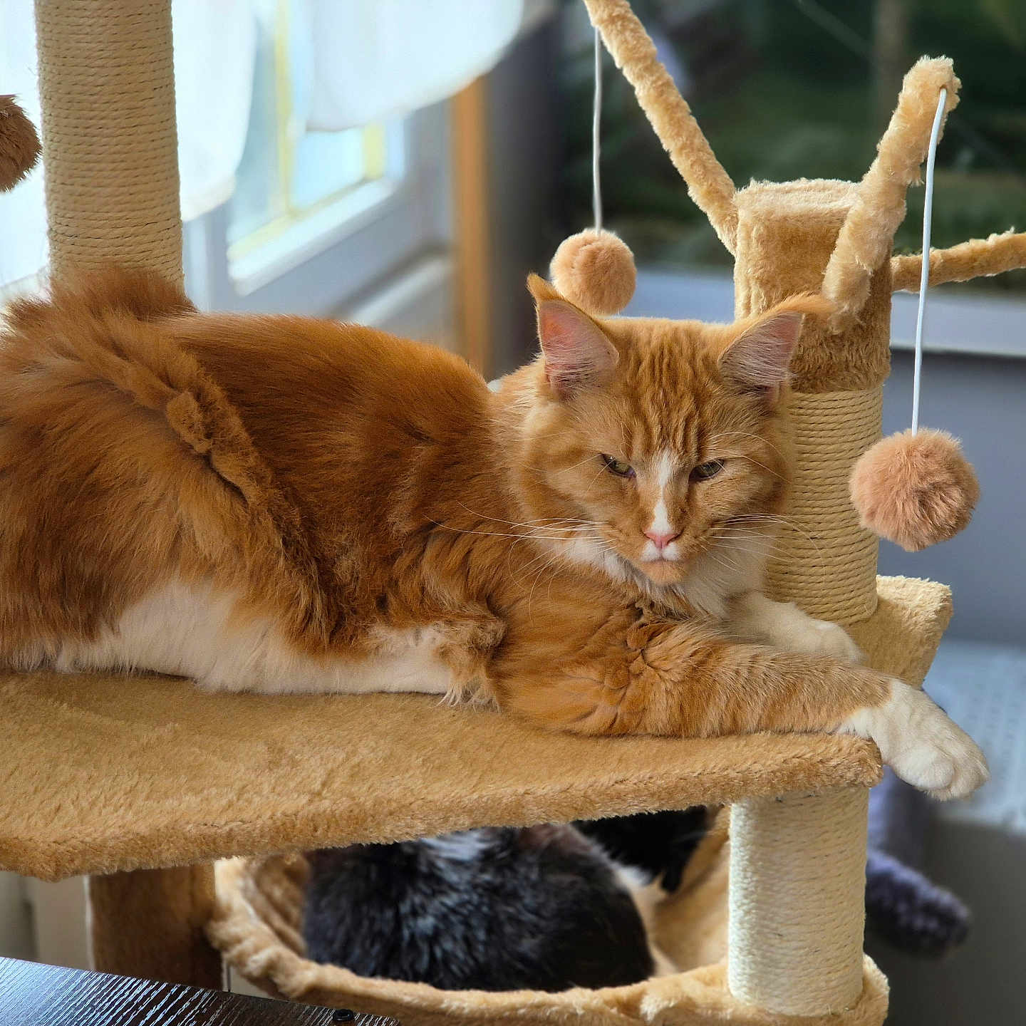 Avana participe au concours pour gagner de l'argent avec cette photo : cat, orange_cat, black_and_white_cat, cat_tree, cat_hammock, furry_toy, indoor, window, natural_light, pet, relaxed, feline, hanging_toy, resting, cozy, home, animal, fur, cute, sleeping