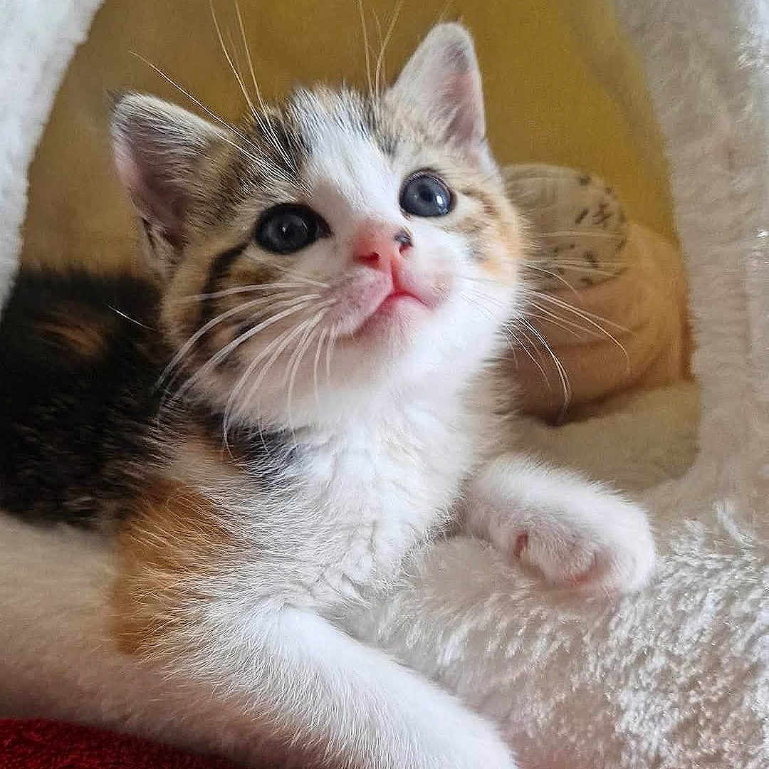 Merinos a rejoint le concours — aidez-le/la à gagner de superbes lots ! kitten, cat, pet, cute, feline, animal, indoor, cozy, plush, blanket, cave, fur, whiskers, curious, young, resting, soft, cute_face, domestic_animal, relaxing