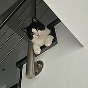 Pépito a rejoint le concours — aidez-le/la à gagner de superbes lots ! cat, black_and_white, staircase, railing, curious, pet, indoors, paws, looking_down, wall, home, animal, feline, whiskers, nose, ears, cute, playful, resting, balcony