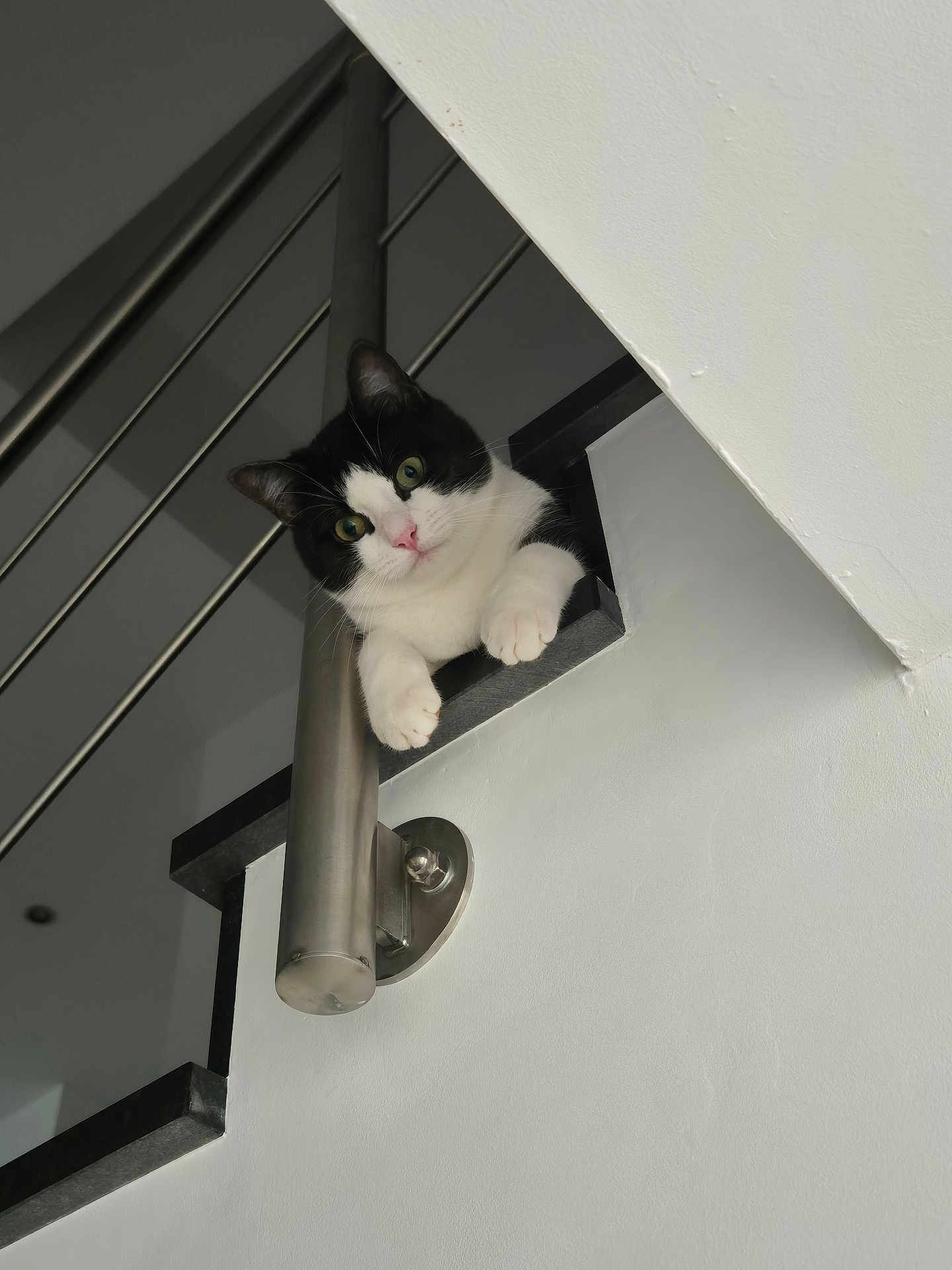 Pépito a rejoint le concours — aidez-le/la à gagner de superbes lots ! cat, black_and_white, staircase, railing, curious, pet, indoors, paws, looking_down, wall, home, animal, feline, whiskers, nose, ears, cute, playful, resting, balcony
