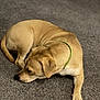 dog, tan_dog, green_collar, carpet, indoor, pet, lying_down, curled_up, animal, mammal, floor, paw, snout, ears, fur, resting, domestic_animal, canine, looking_down, quiet