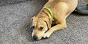 Luna joined the competition — help win amazing prizes! dog, tan_dog, carpet, stairs, green_collar, pet, indoor, floor, resting, lying_down, canine, animal, house, home, domestic, fur, ears, paws, looking, quiet