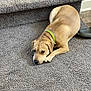 dog, tan_dog, carpet, stairs, green_collar, pet, indoor, floor, resting, lying_down, canine, animal, house, home, domestic, fur, ears, paws, looking, quiet