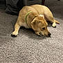 dog, tan_dog, carpet, indoor, relaxed, lying_down, green_collar, furniture_legs, soft_texture, pet, animal, floor, cozy, domestic, quiet, calm, resting, home, canine, companion