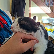 Mickey participe au concours pour gagner de l'argent avec cette photo : cat, black_and_white, hand, resting, indoor, sunlight, cozy, relaxed, feline, pet, whiskers, fur, human_hand, staircase, coat, home, couch, blanket, window_light, comfort